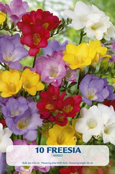 Freesia Single Flower Mix 8-pak